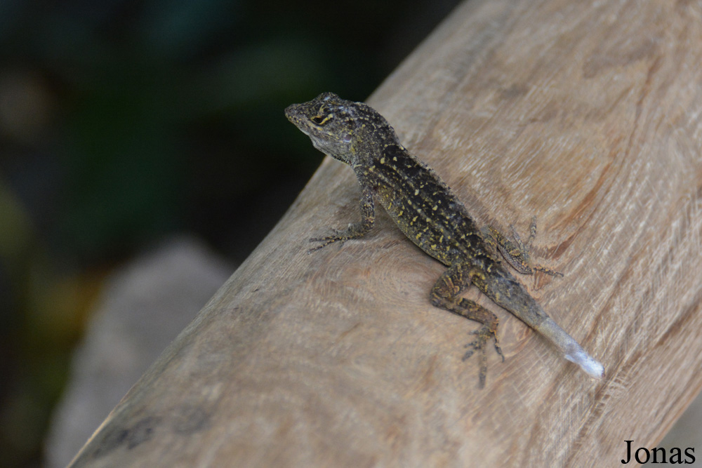 Anolis sagrei