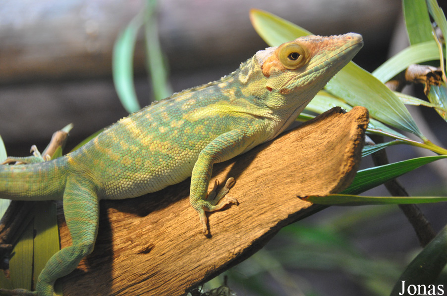 Anolis smallwoodi