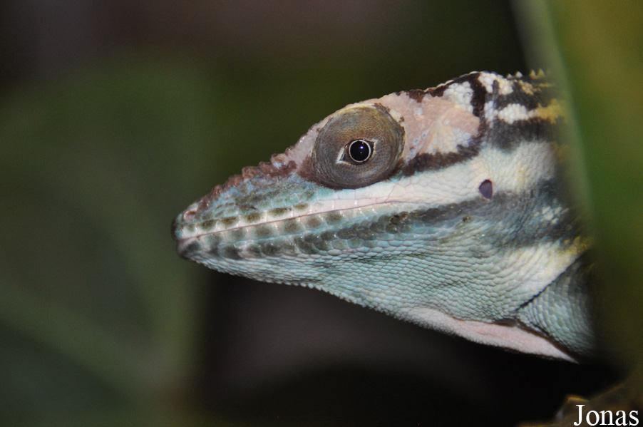 Anolis smallwoodi