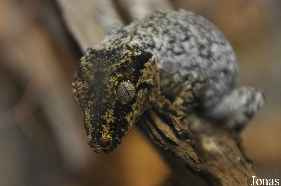 Rhacodactylus auriculatus