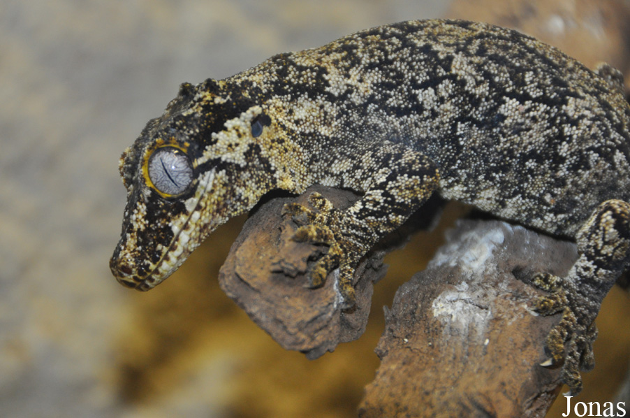 Rhacodactylus auriculatus