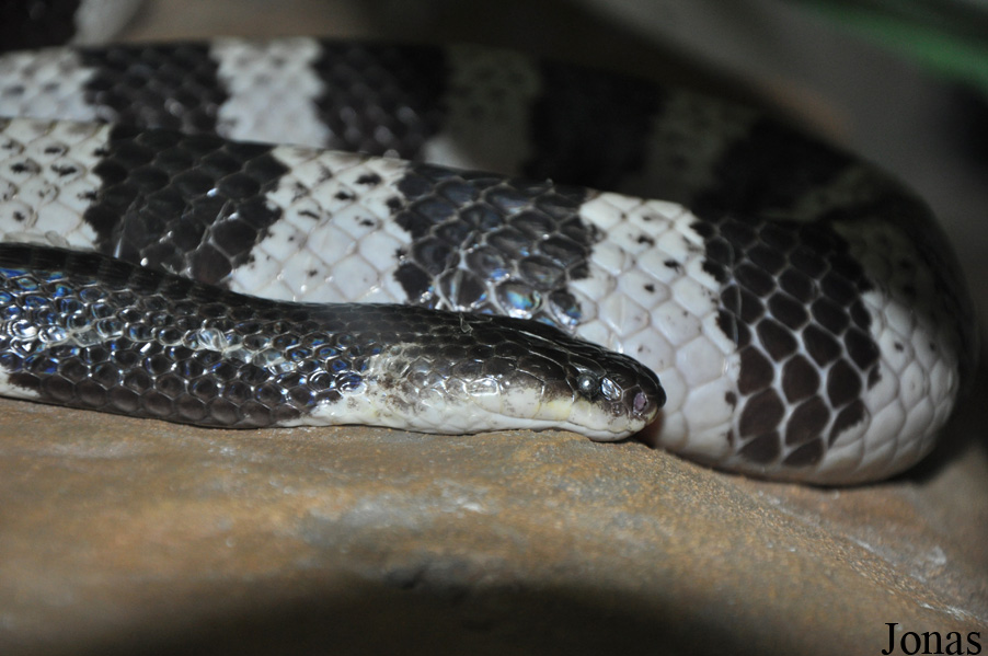 Bungarus candidus