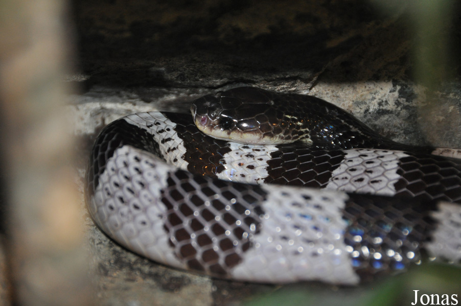 Bungarus candidus