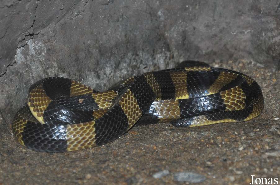 Bungarus fasciatus