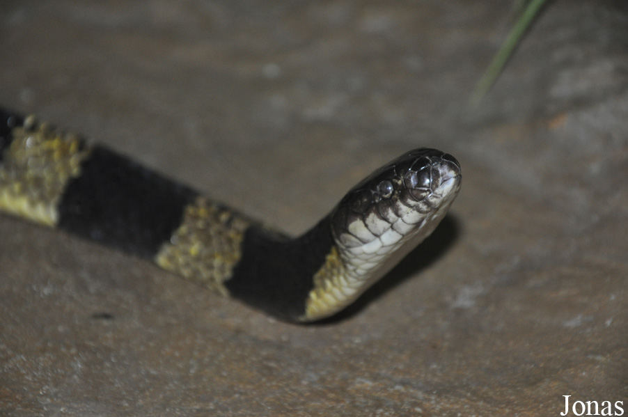 Bungarus fasciatus