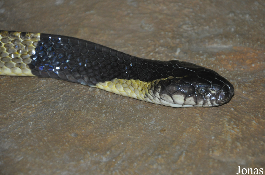 Bungarus fasciatus