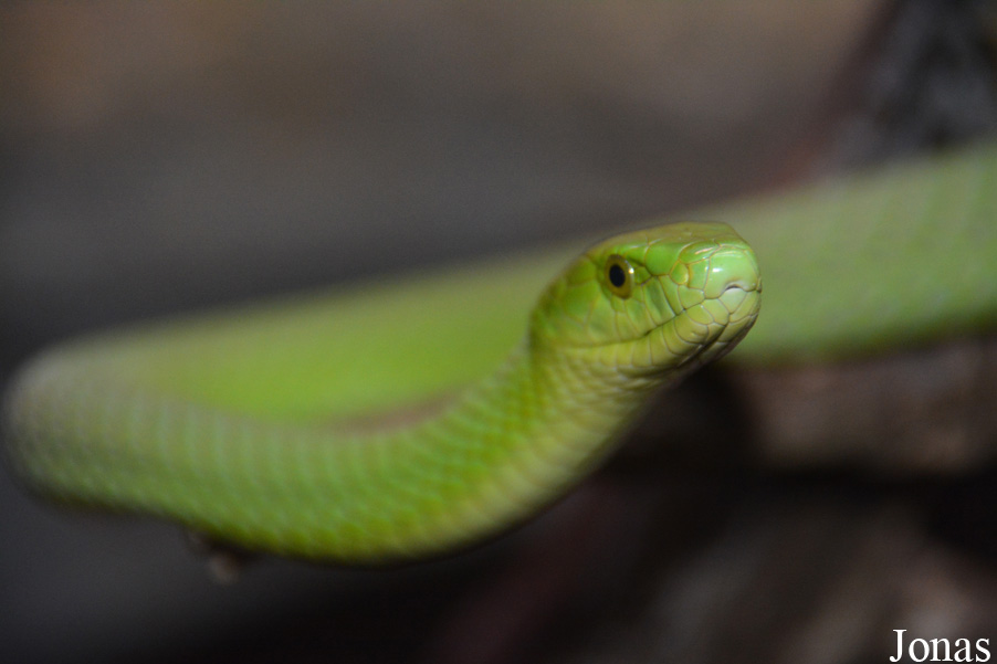 Dendroaspis angusticeps