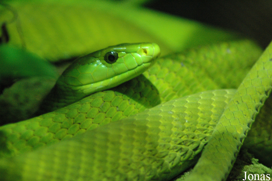 Dendroaspis angusticeps