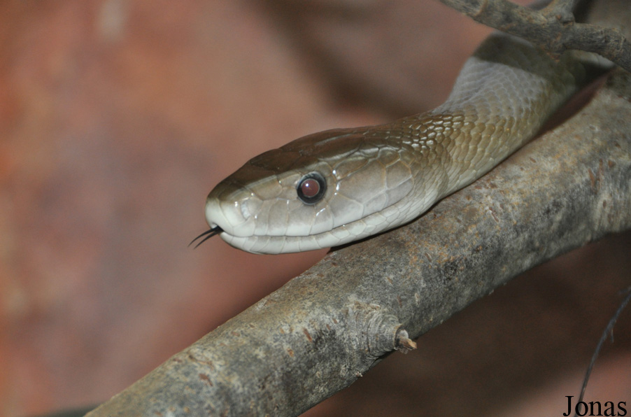 Dendroaspis polylepis