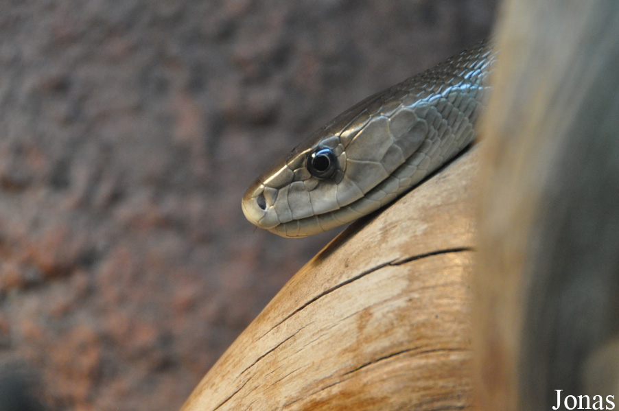 Dendroaspis polylepis