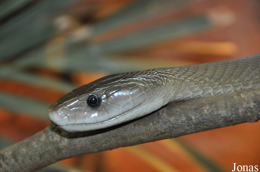 Dendroaspis polylepis