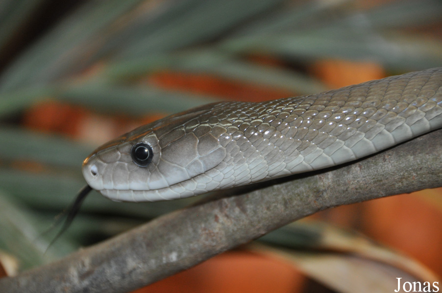 Dendroaspis polylepis
