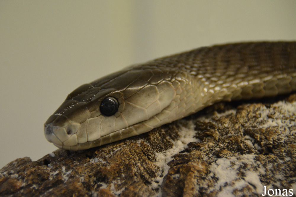 Dendroaspis polylepis