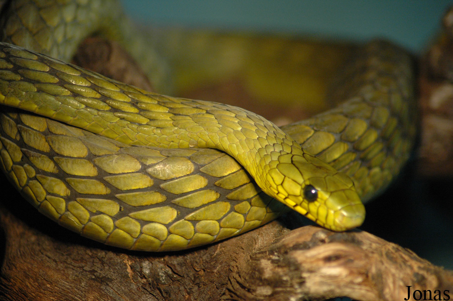 Dendroaspis viridis