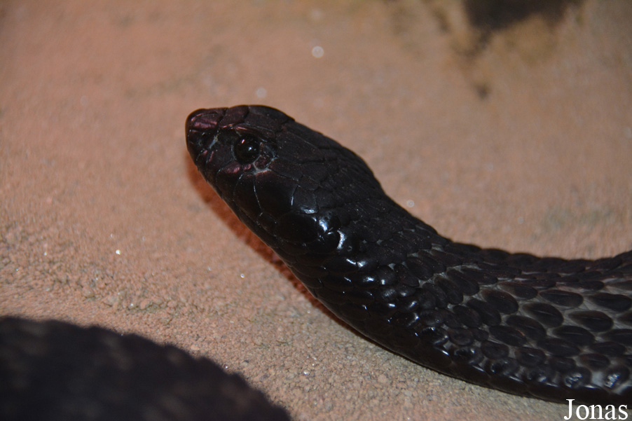 Hemachatus haemachatus