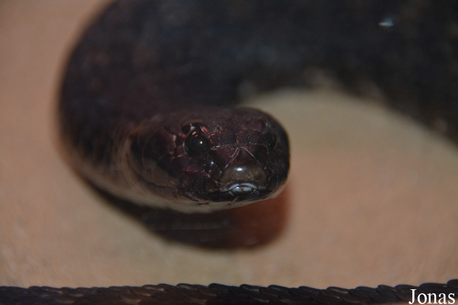 Hemachatus haemachatus