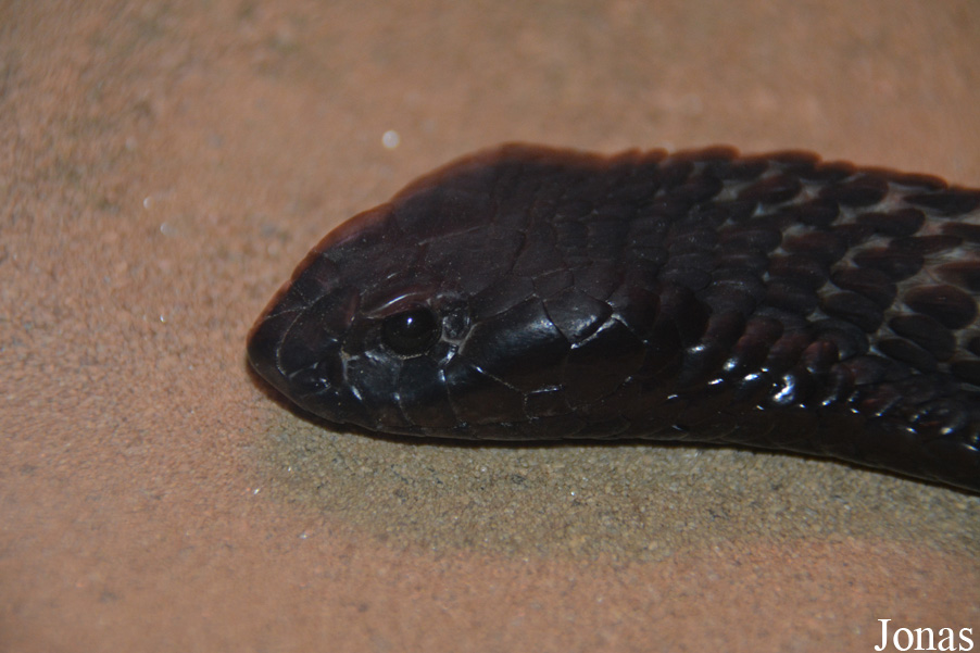 Hemachatus haemachatus