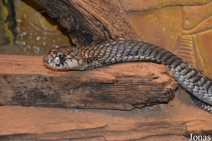 Naja annulifera