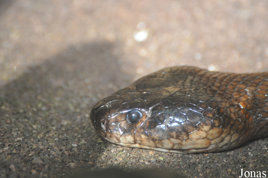 Naja mossambica
