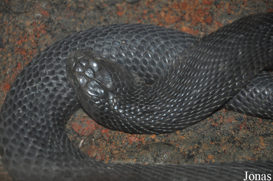 Naja oxiana