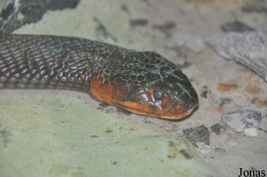 Naja pallida