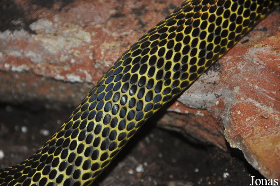 Naja samarensis