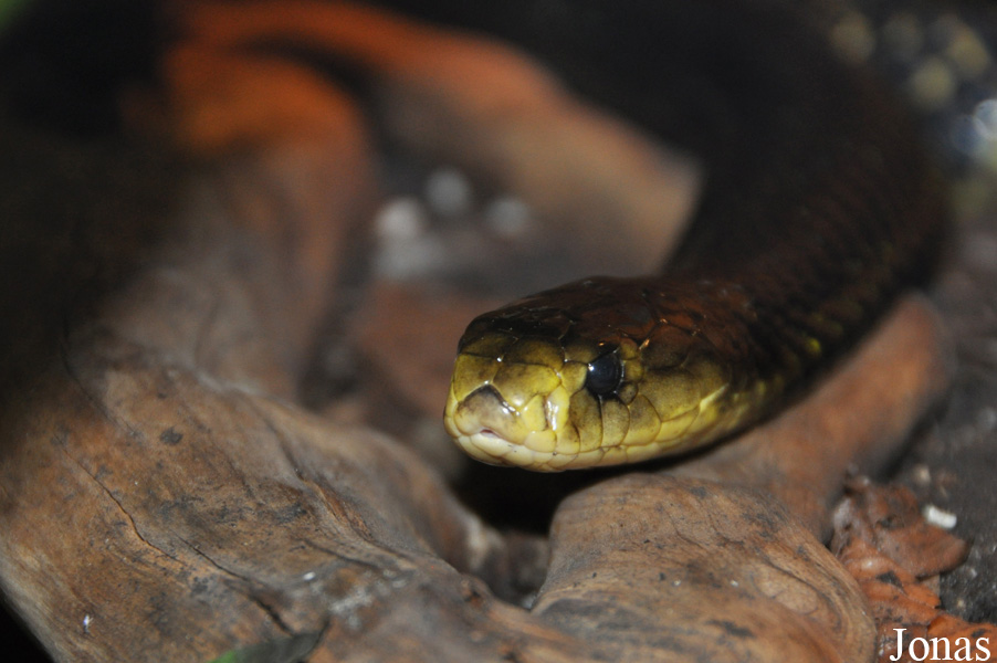 Naja samarensis