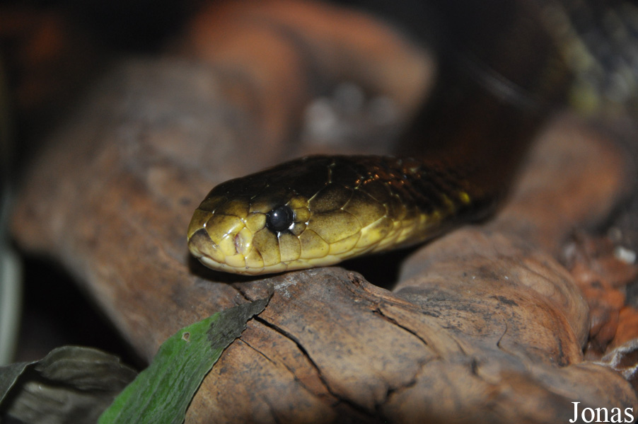 Naja samarensis
