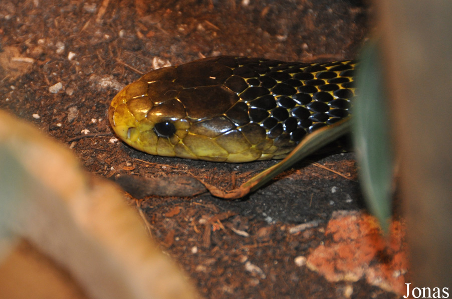 Naja samarensis