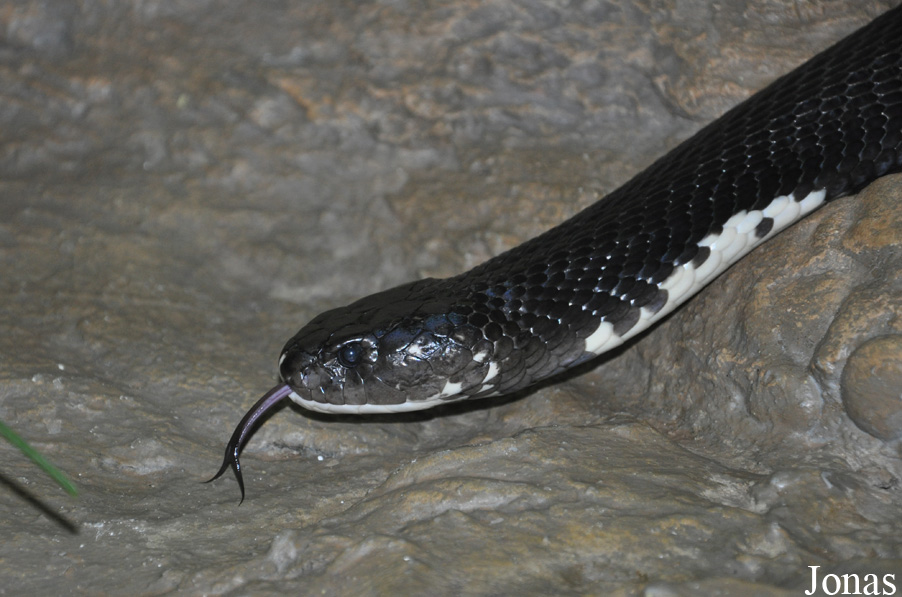 Naja siamensis