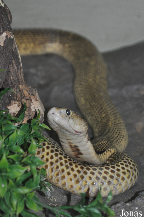 Naja sumatrana