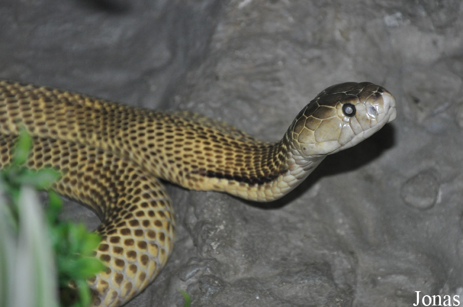 Naja sumatrana