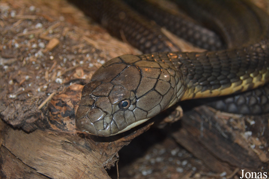 Ophiophagus hannah