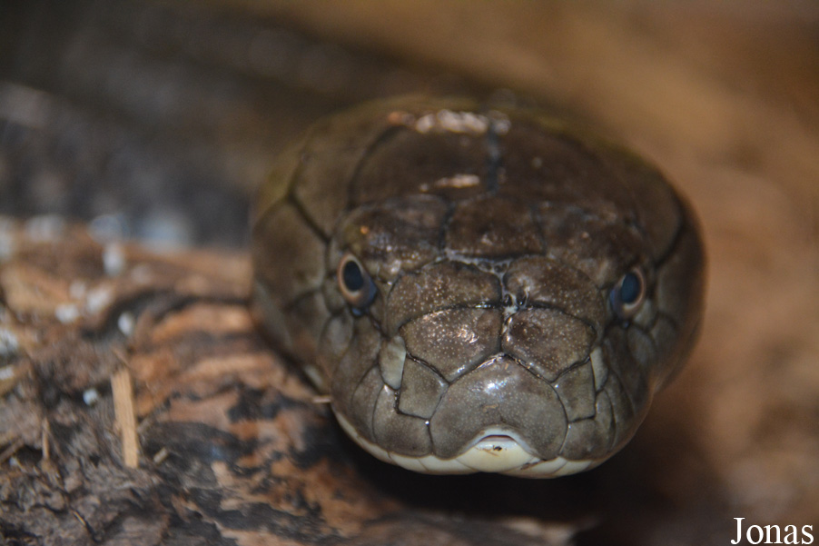 Ophiophagus hannah
