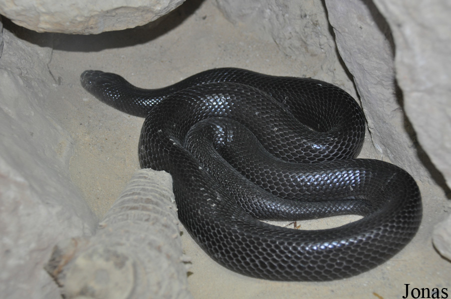 Walterinnesia aegyptia