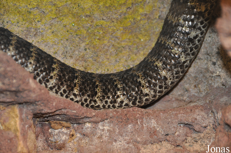 Acanthophis praelongus