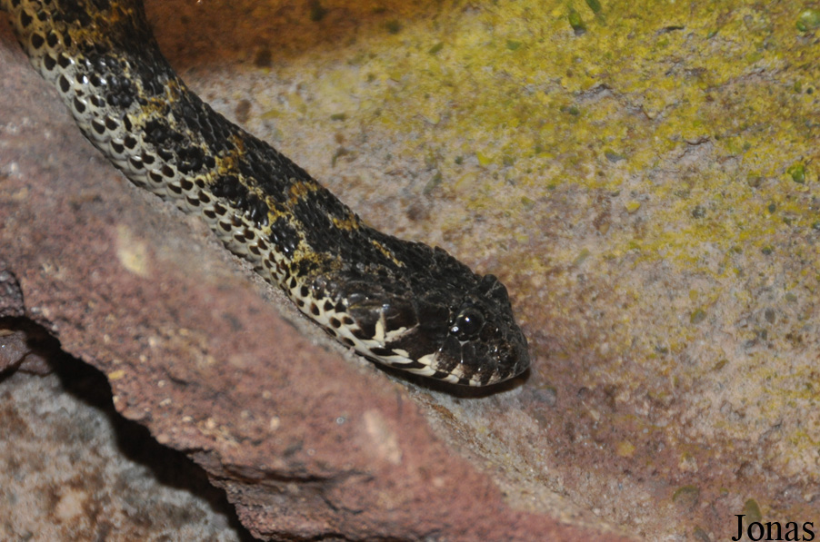 Acanthophis praelongus