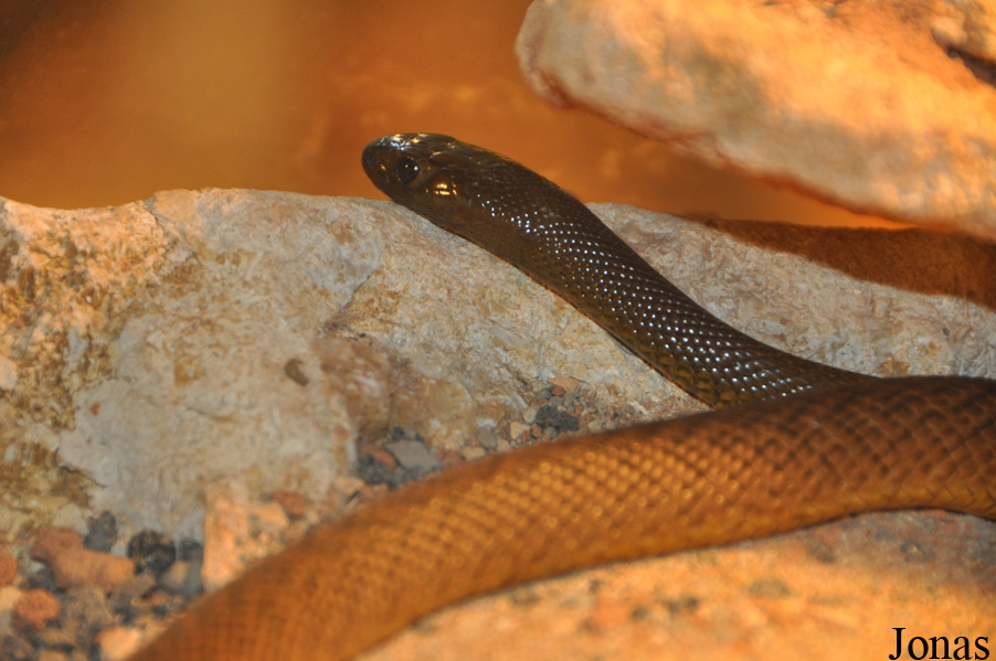 Oxyuranus microlepidotus