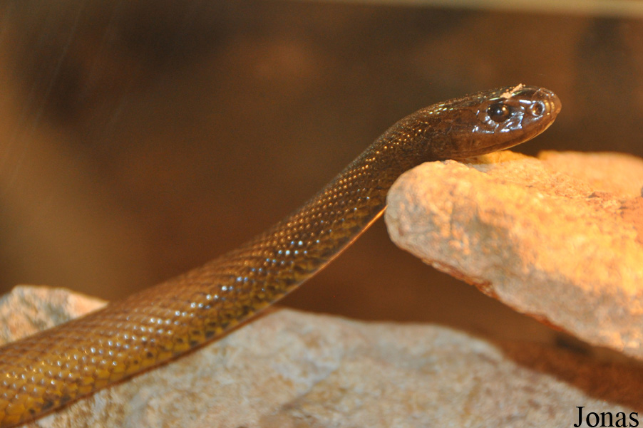 Oxyuranus microlepidotus