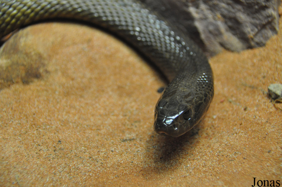 Oxyuranus microlepidotus