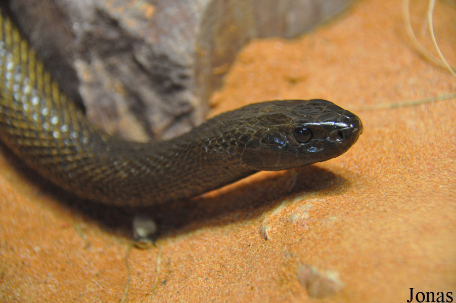 Oxyuranus microlepidotus