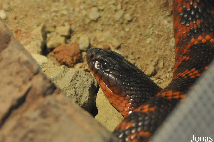 Pseudechis colletti