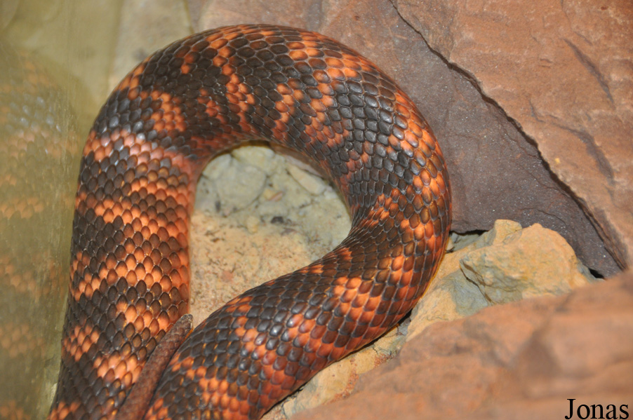 Pseudechis colletti