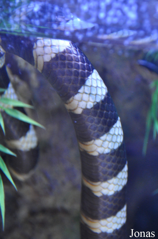 Laticauda colubrina
