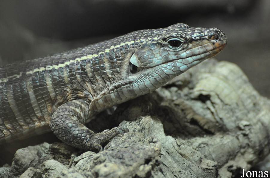 Gerrhosaurus validus