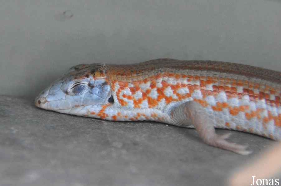 Tracheloptychus petersi