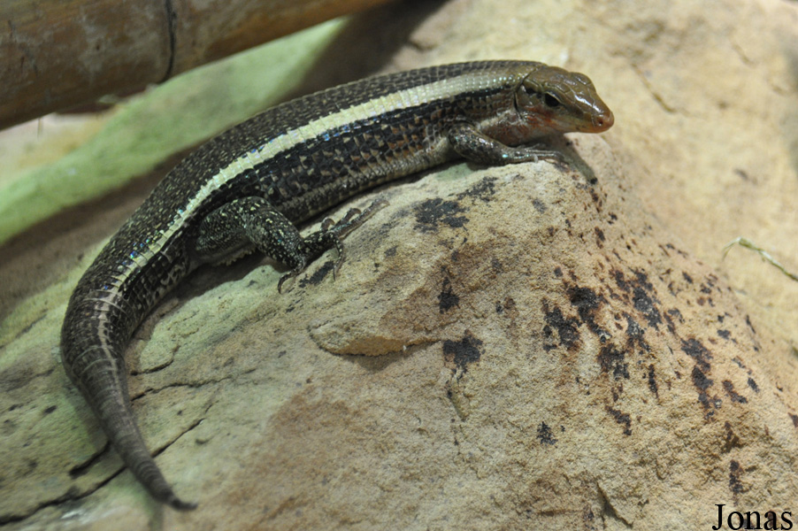 Zonosaurus laticaudatus