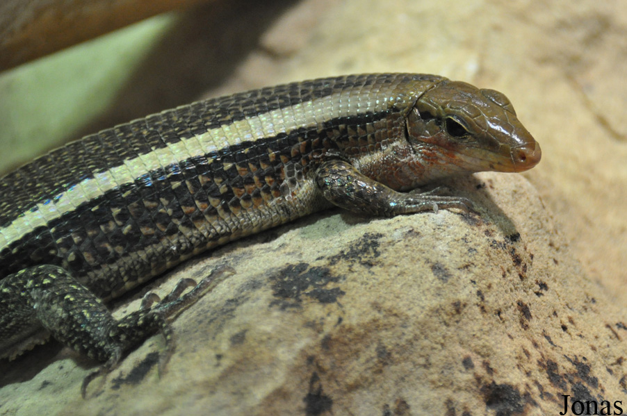 Zonosaurus laticaudatus