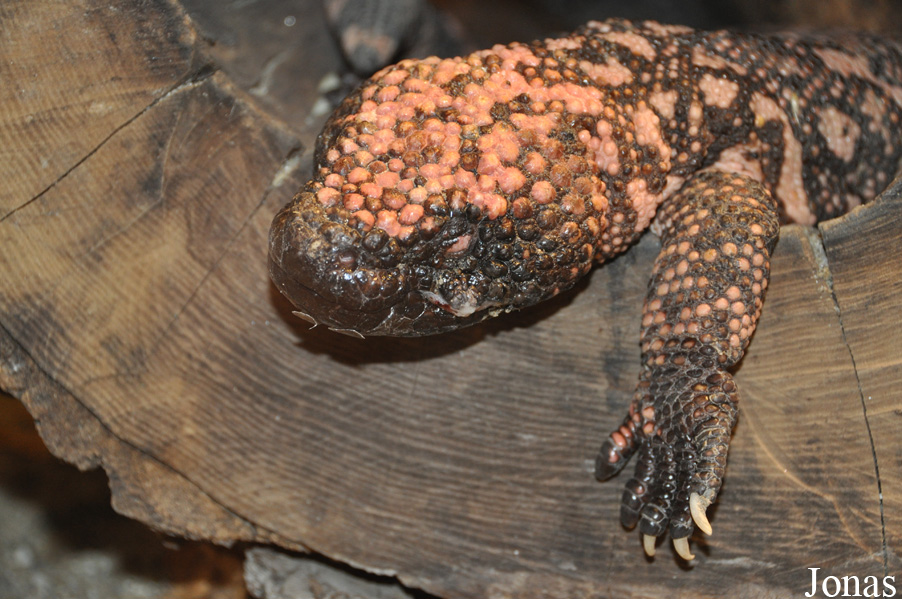 Heloderma suspectum