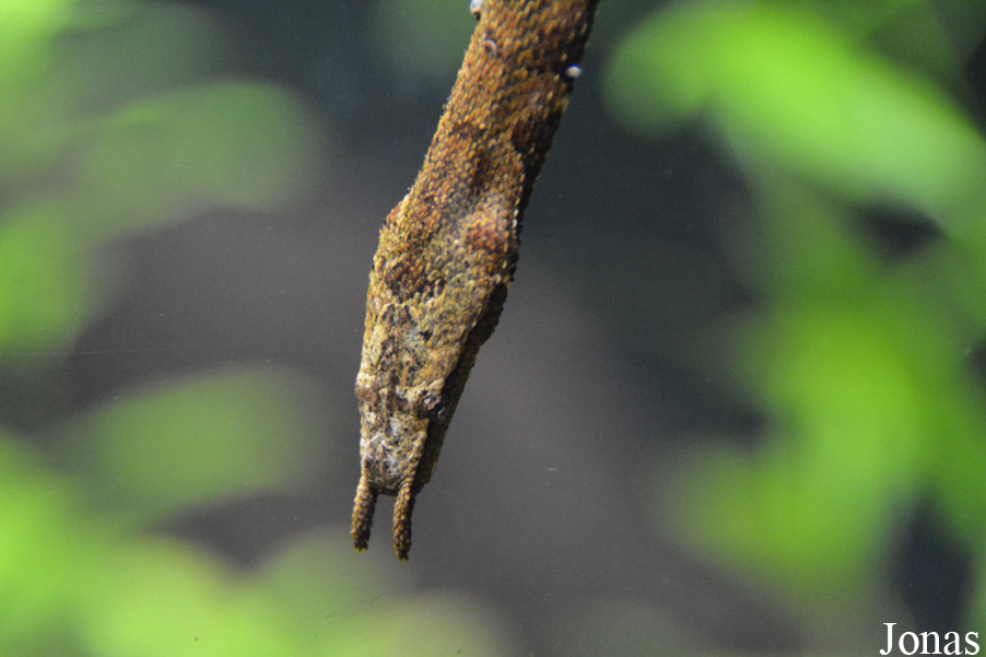 Erpeton tentaculatum
